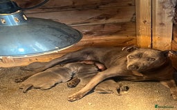 Staffordshire Bull Terrier dogs for sale: Blue staff puppies  - Image 13