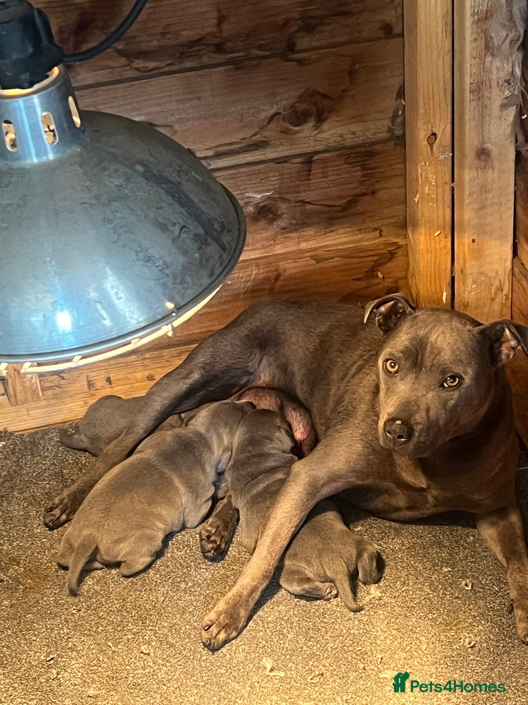 Staffordshire Bull Terrier dogs for sale: Blue staff puppies  - Image 13