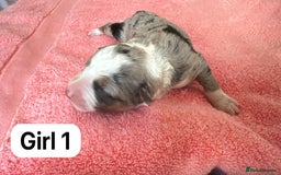 Border Collie dogs for sale: 10 border collies for sale  - Image 11