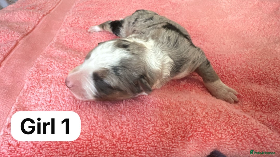 Border Collie dogs for sale: 10 border collies for sale  - Image 11