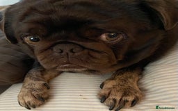 Pug dogs for sale: Chocolate Brown Pug - Image 3