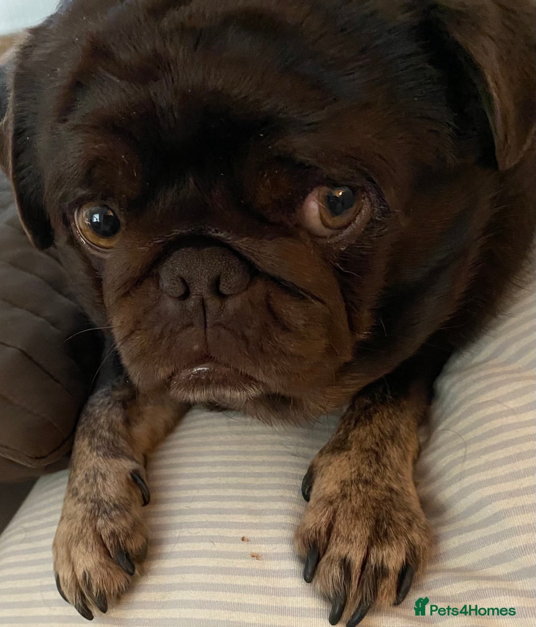 Pug dogs for sale: Chocolate Brown Pug - Image 3
