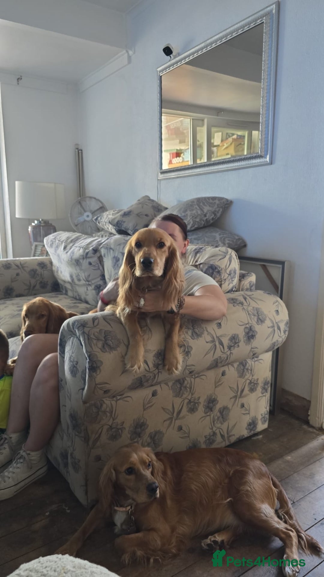 Cocker Spaniel dogs for sale: Cocker spaniel  - Image 3