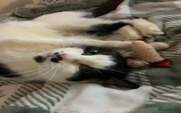 Mixed Breed cats for sale: Grandma Sierra  - Image 2