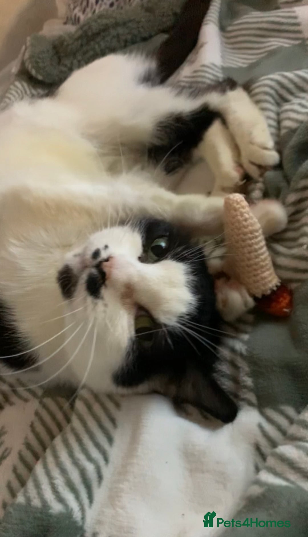 Mixed Breed cats for sale: Grandma Sierra  - Image 2