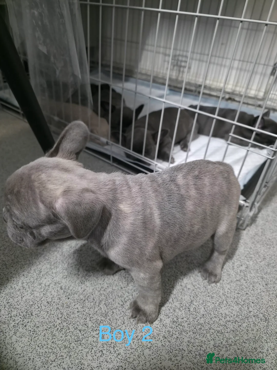 French Bulldog dogs for sale: FrenchBulldog Puppies  - Advert 5