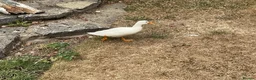 Ducks poultry for sale: White Call Duck Pair of Duck and Drake - Advert 5