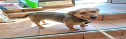 Mixed Breed dogs for adoption: 💛BELLA – The Little Street Dog Who Chose To Trust in Nottingham - Advert 30