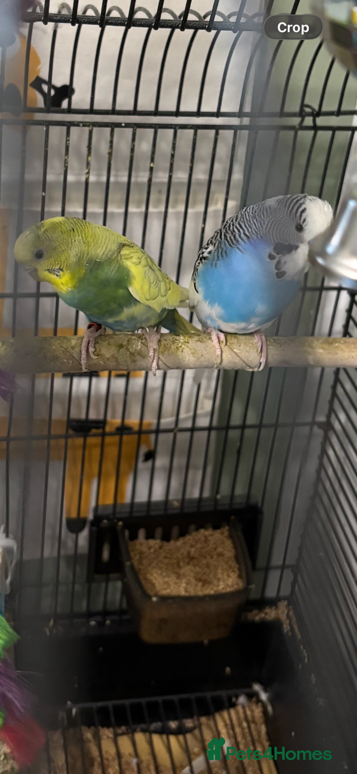 Budgerigars birds PAIR OF BUDGIES WITH NEW CAGE,CAGE ONLY 2 MTHS OLD - Advert 14