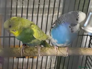 Budgerigars birds PAIR OF BUDGIES WITH NEW CAGE,CAGE ONLY 2 MTHS OLD - Advert 14