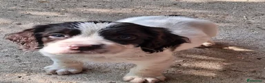 English Springer Spaniel Puppy 1