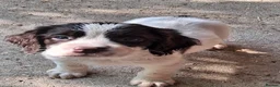 English Springer Spaniel dogs for sale: English Springer Spaniel puppies  - Advert 6