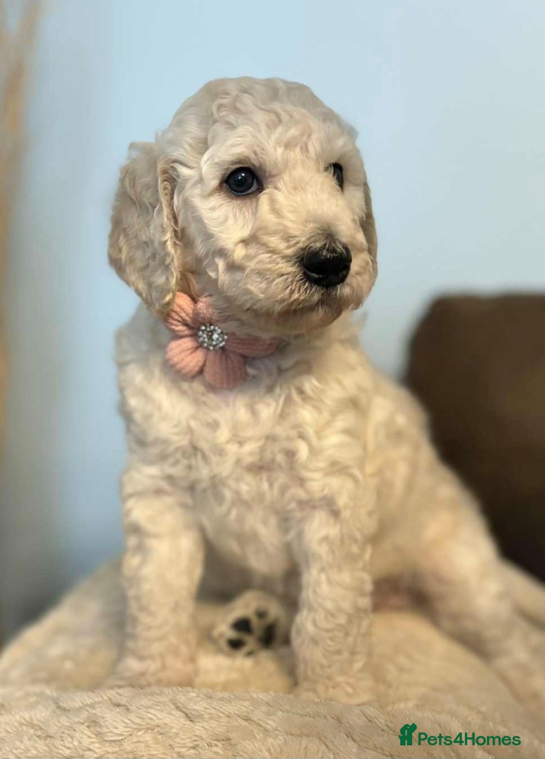 Standard Poodle dogs for sale: Standard poodle puppies!  2 girls 1 boy left  - Image 9