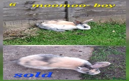 Rex rabbits for sale: Super Cute Baby bunnies! Rex x Lops - Image 19