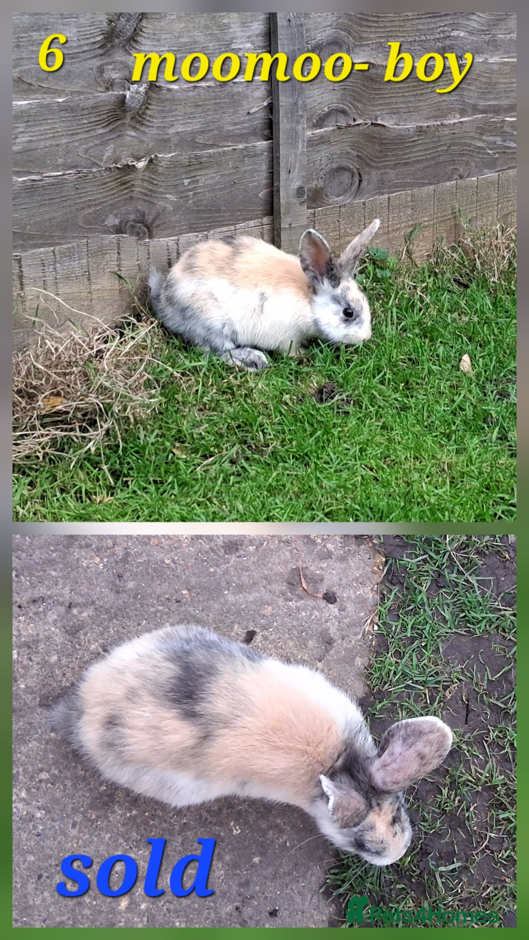 Rex rabbits for sale: Super Cute Baby bunnies! Rex x Lops - Image 19