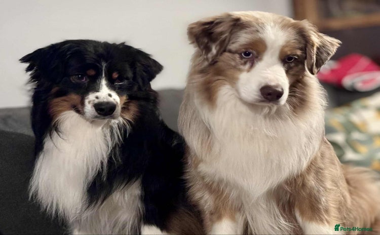Miniature American Shepherd dogs - Advert 1