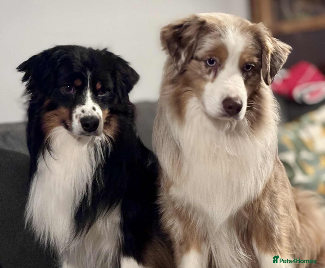 Miniature American Shepherd dogs for sale: Miniature American Shepherds  - Image 1
