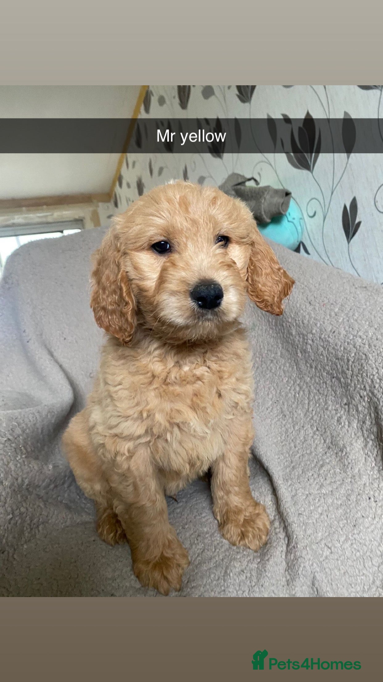 Goldendoodle dogs F1 golden doodle available to collect - Advert 3