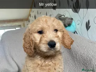 Goldendoodle dogs F1 golden doodle available to collect - Advert 6