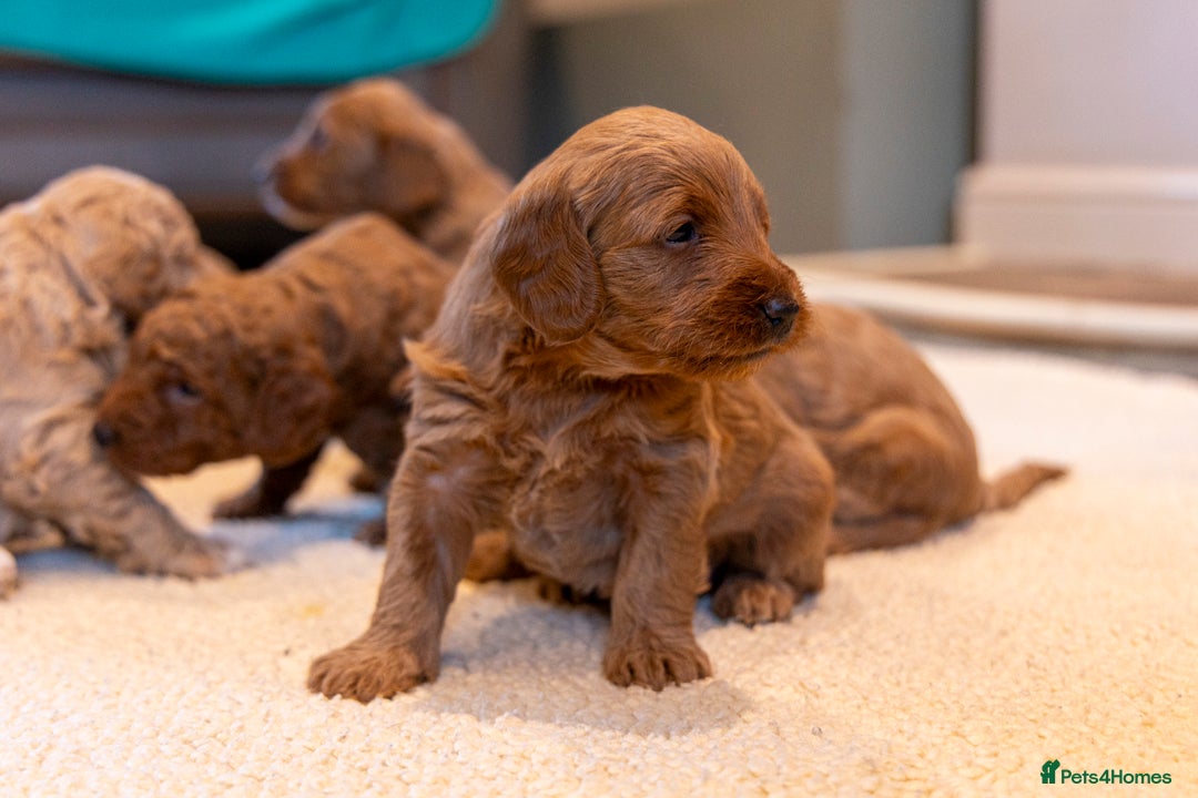 Mixed Breed dogs for sale: Beautiful litter of Australian labradoodles  - Advert 15