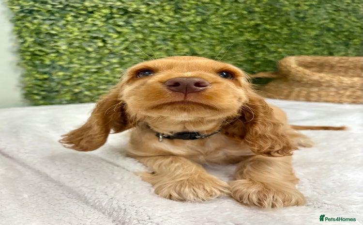 Cocker Spaniel dogs - Advert 5