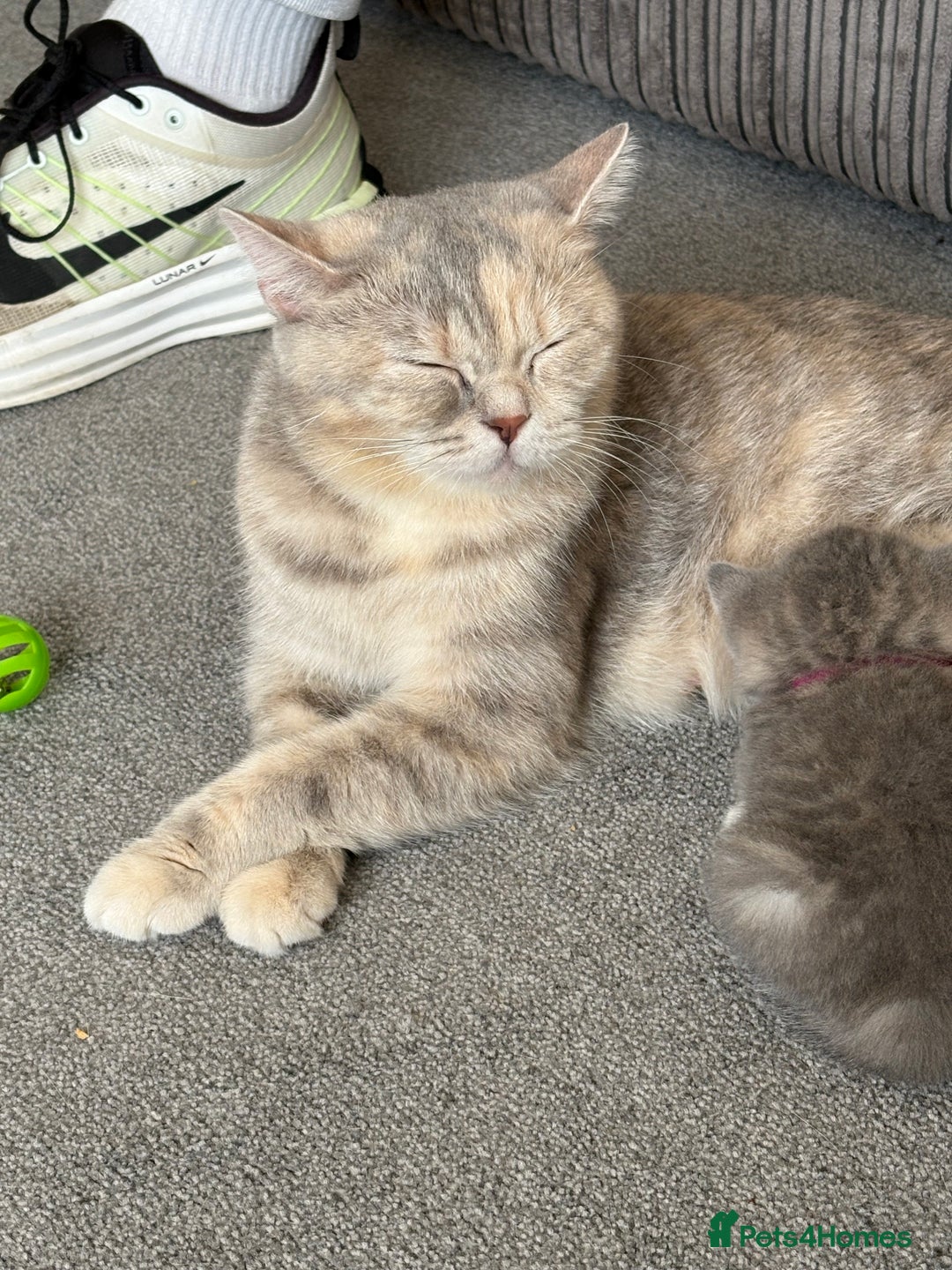 British Shorthair cats for sale: Chunky Pedigree British short hair kittens *ready* - Image 12