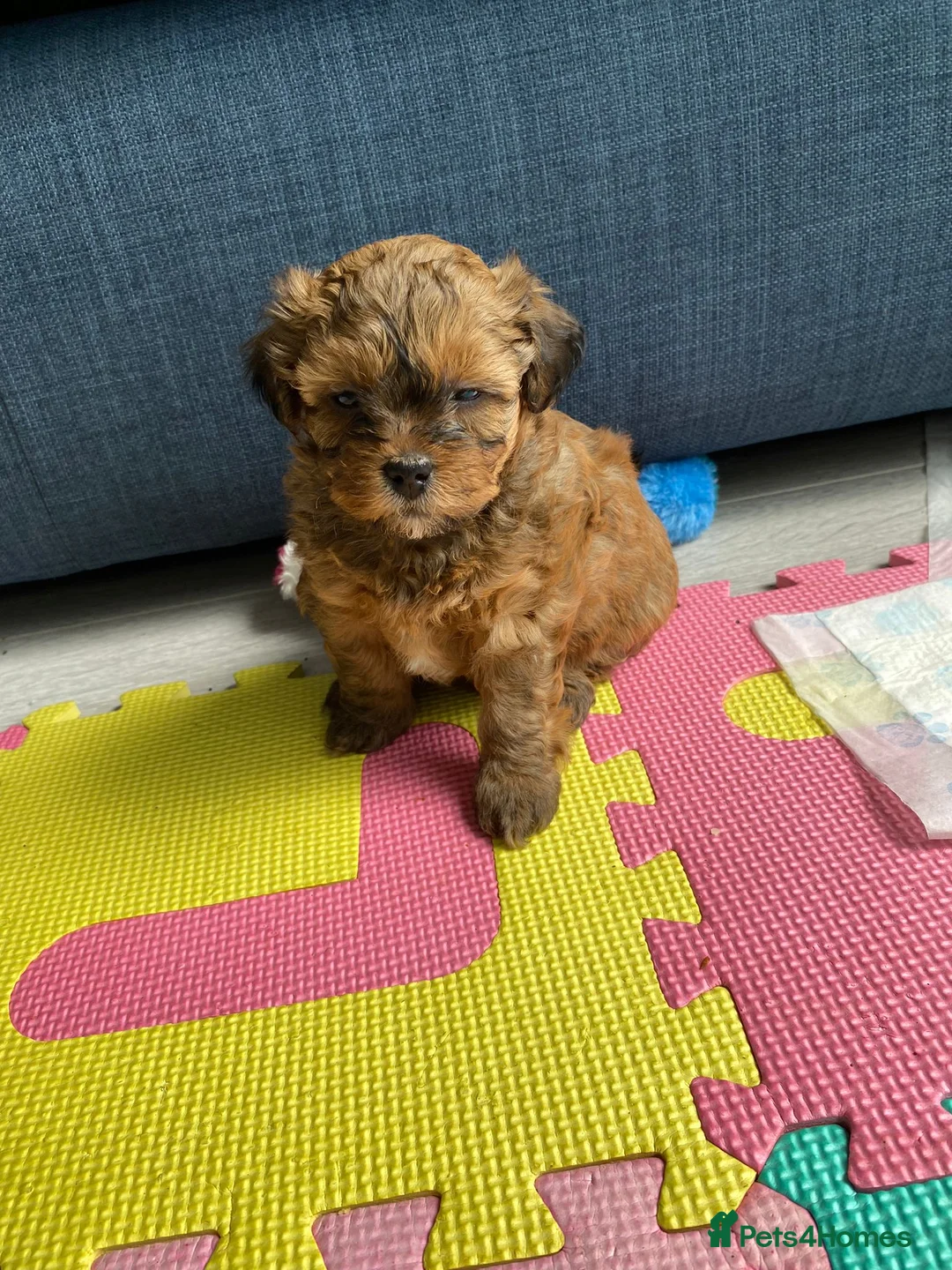 Toy Poodle dogs for stud: Beautiful Red Toy Poodle for Stud in Motherwell - Advert 31