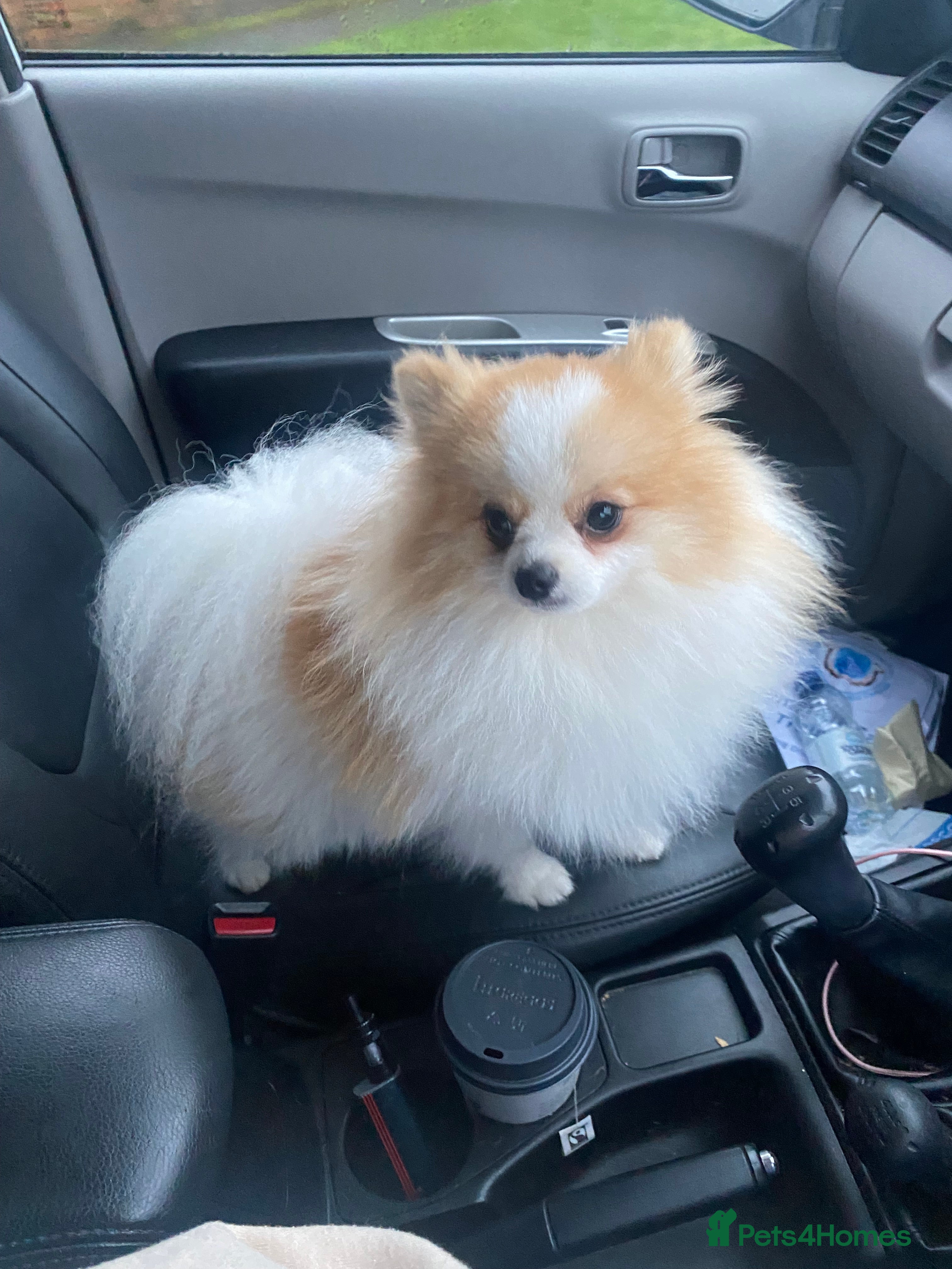 Pomeranian dogs Party Pom from famous chi tien lines  in Maesteg - Advert 2