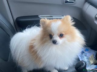 Pomeranian dogs Party Pom from famous chi tien lines in Maesteg - Advert 8