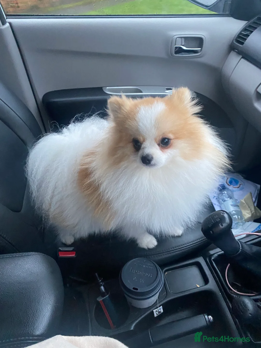 Pomeranian dogs for stud: Party Pom from famous chi tien lines  in Maesteg - Advert 1