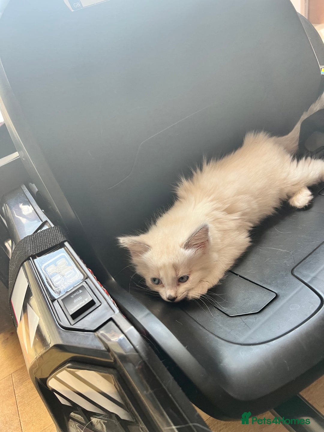 Ragdoll cats for sale: Ragdoll Kittens - Image 8