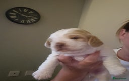 Cockapoo dogs for sale: Beautiful cockapoo boy  in Rotherham - Image 9