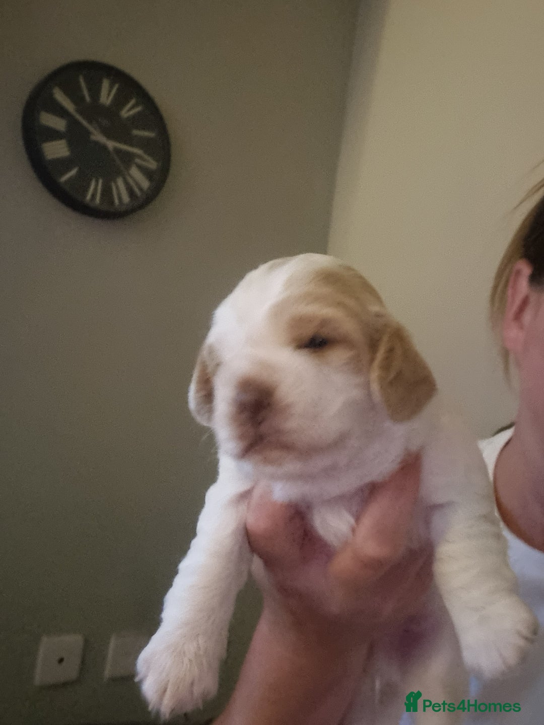 Cockapoo dogs for sale: Beautiful cockapoo boy  in Rotherham - Image 9