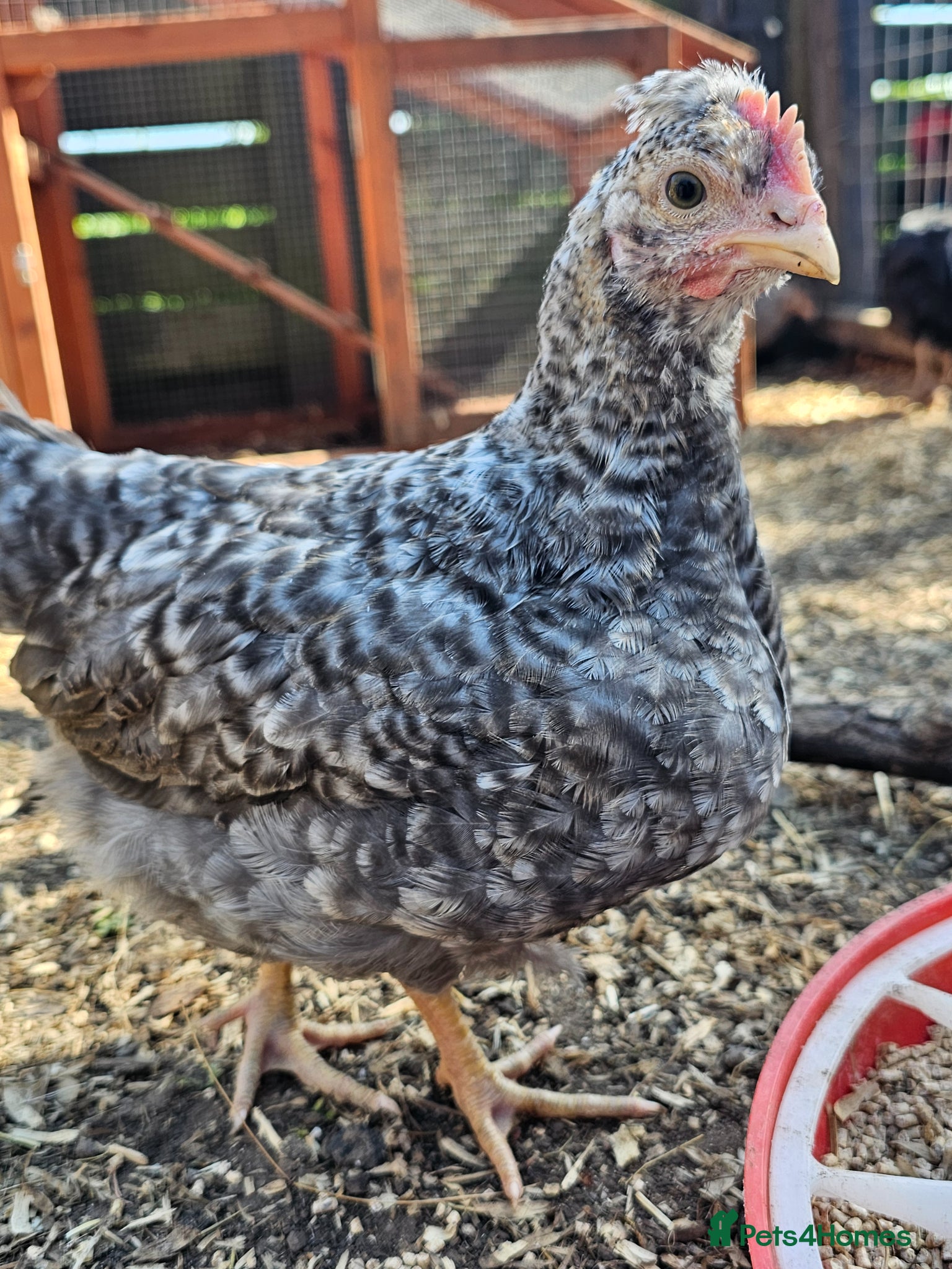 Chickens poultry for sale: 12 week old cockerels - Advert 9