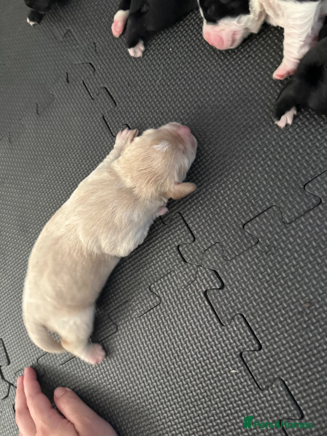 Cockerdor dogs for sale: Cockerdor puppies  - Advert 2