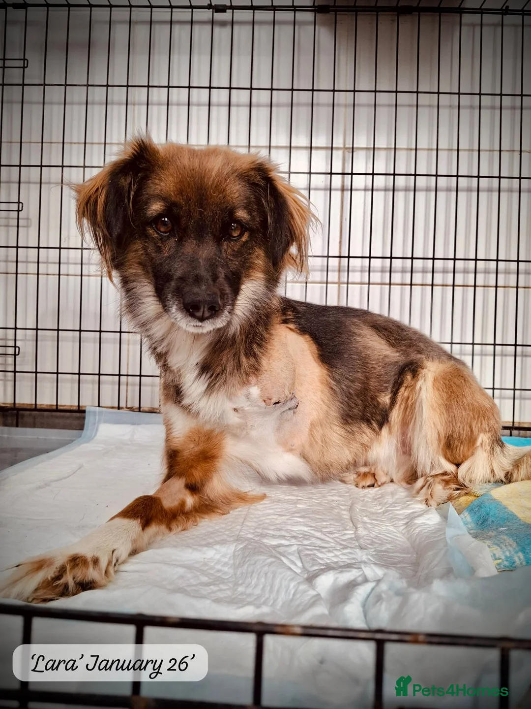 Mixed Breed dogs for adoption: Lara, 6 yrs old approx. Available for adoption. - Advert 9