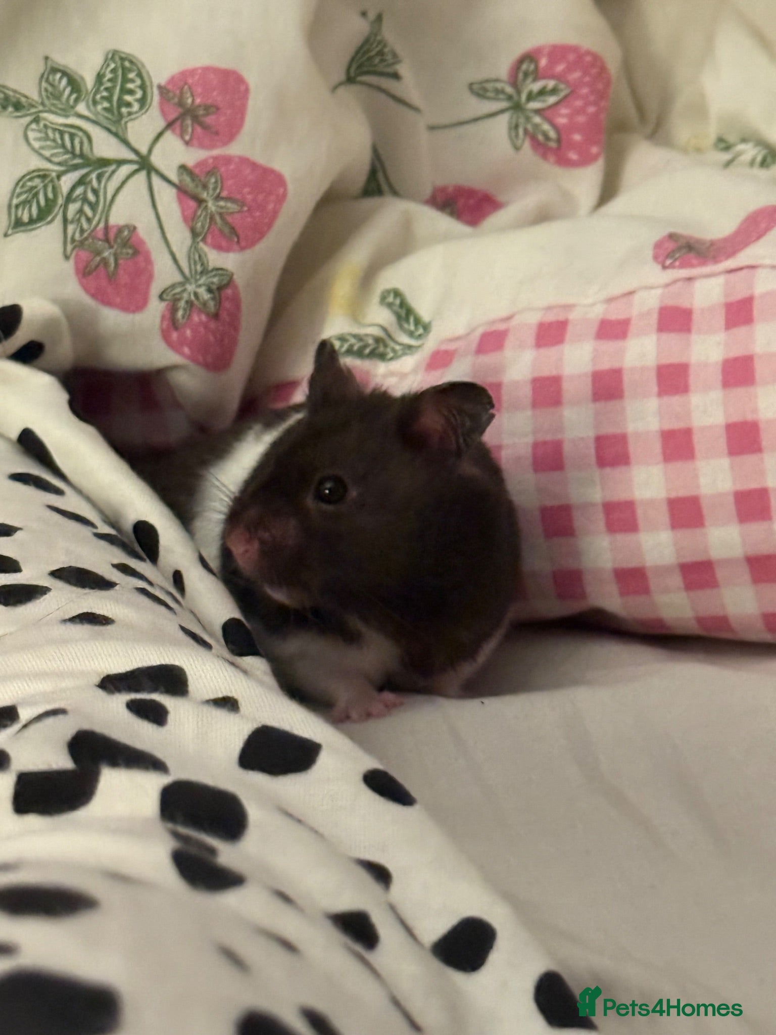 Hamster rodents Syrian Hamster for sale  - Advert 4