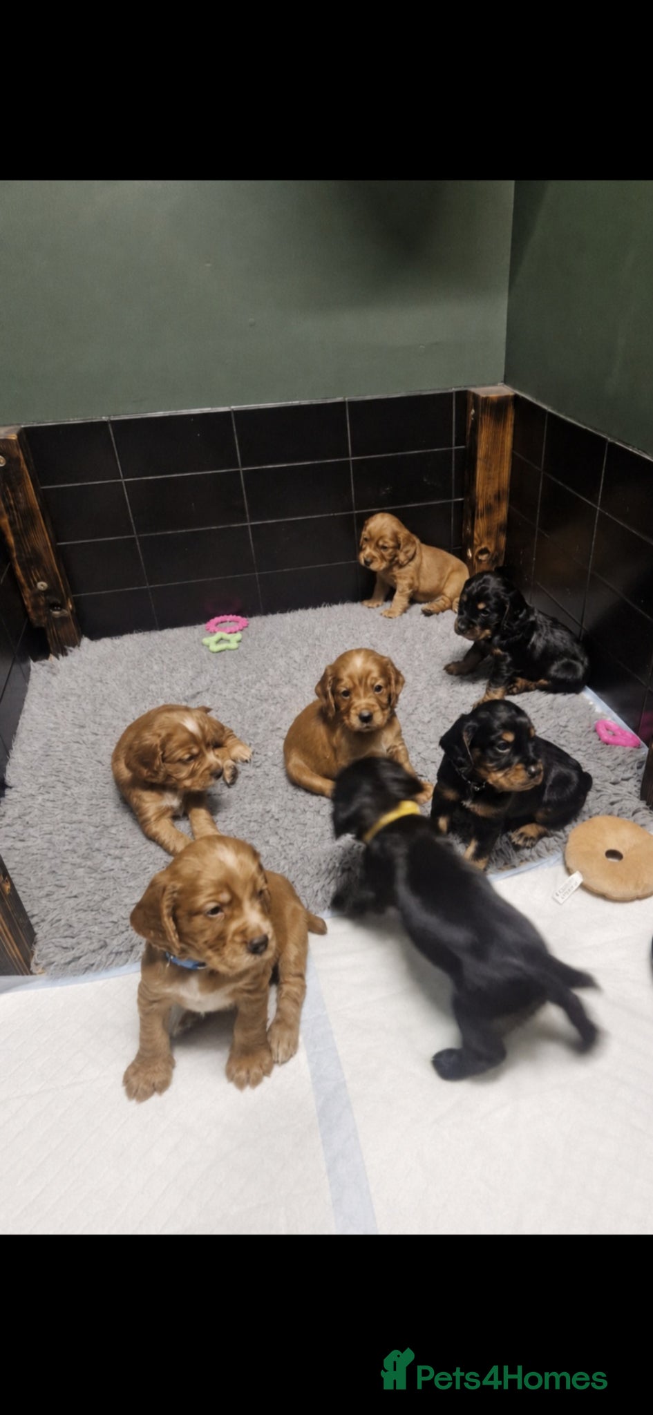 Cocker Spaniel dogs KC Reg WCS pups Health tested FTCH lines - Advert 6