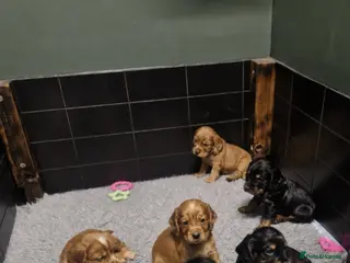 Cocker Spaniel dogs KC Reg WCS pups Health tested FTCH lines - Advert 6