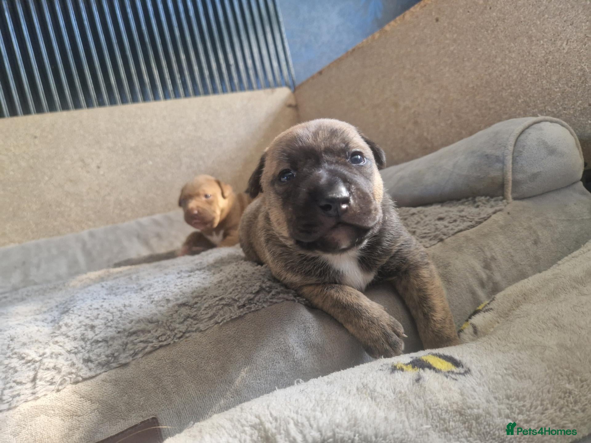 Mixed Breed dogs AVALIABLE husky cross staff  - Advert 1