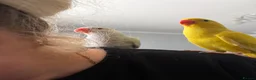 Parakeets birds for sale: Three 8 week old Indian ring neck parakeets  - Advert 4