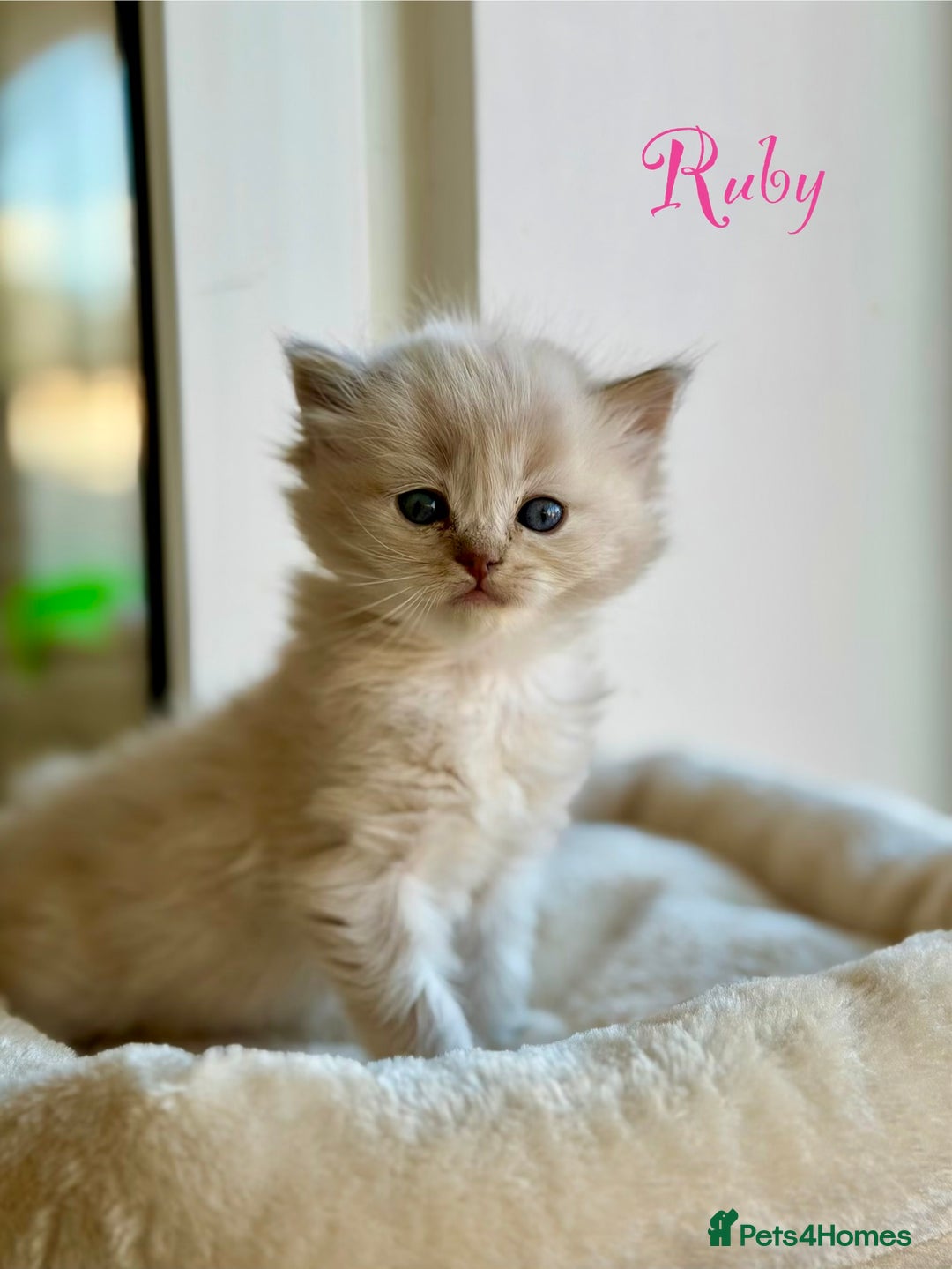 Ragdoll cats for sale: TICA registered cherubim kittens - Advert 28