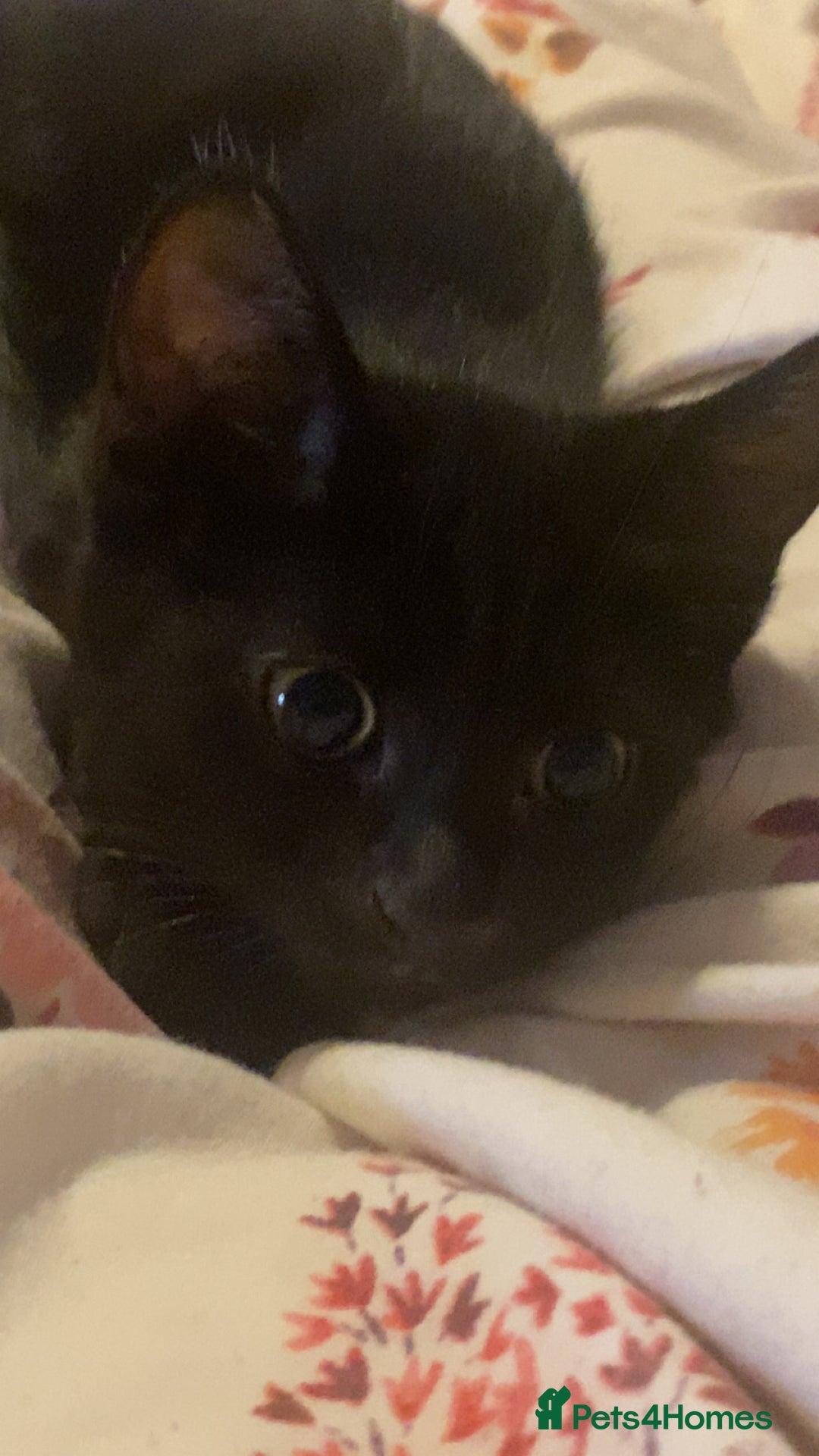 Mixed Breed cats for sale: Perfect kitten. Needing to be rehomed  - Image 5