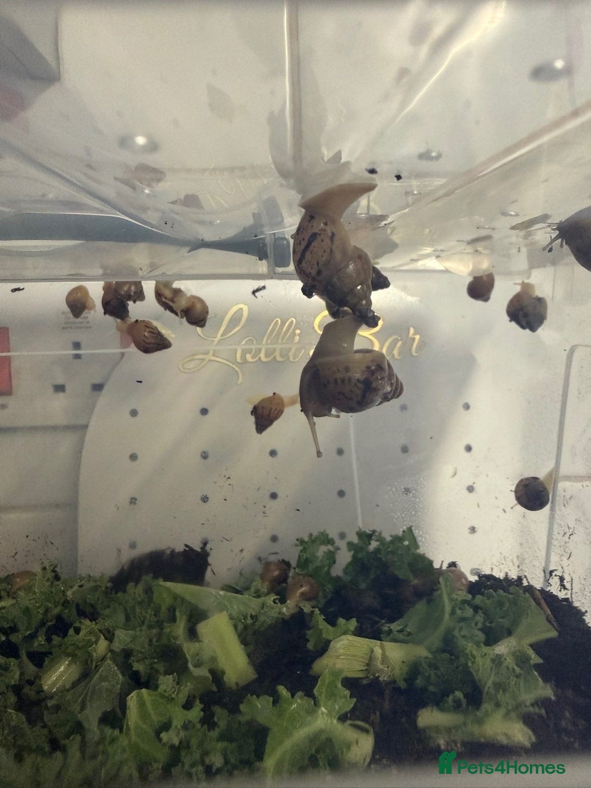 Snails invertebrates Giant African Snail Babies  - Advert 5