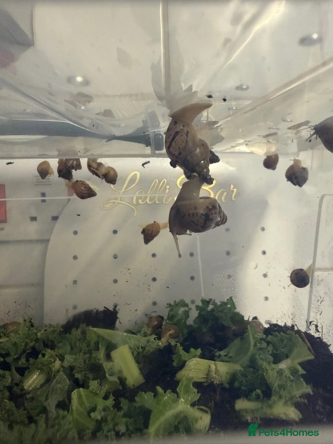 Snails invertebrates for sale: Giant African Snail Babies  - Advert 1