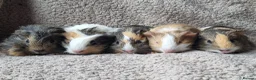 Guinea Pig rodents for sale: Adorable baby guineas - Advert 9