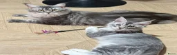 Maine Coon cats for sale: Stunning TICA Maine Coon Queen DNA Tested Active in London - Advert 2