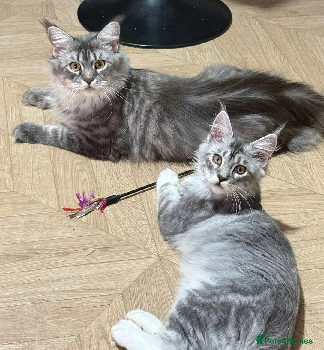 Maine Coon cats for sale: Stunning TICA Maine Coon Queen DNA Tested Active in London - Advert 2