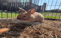 Dutch rabbits for sale: Rabbits ready to go now  - Image 8