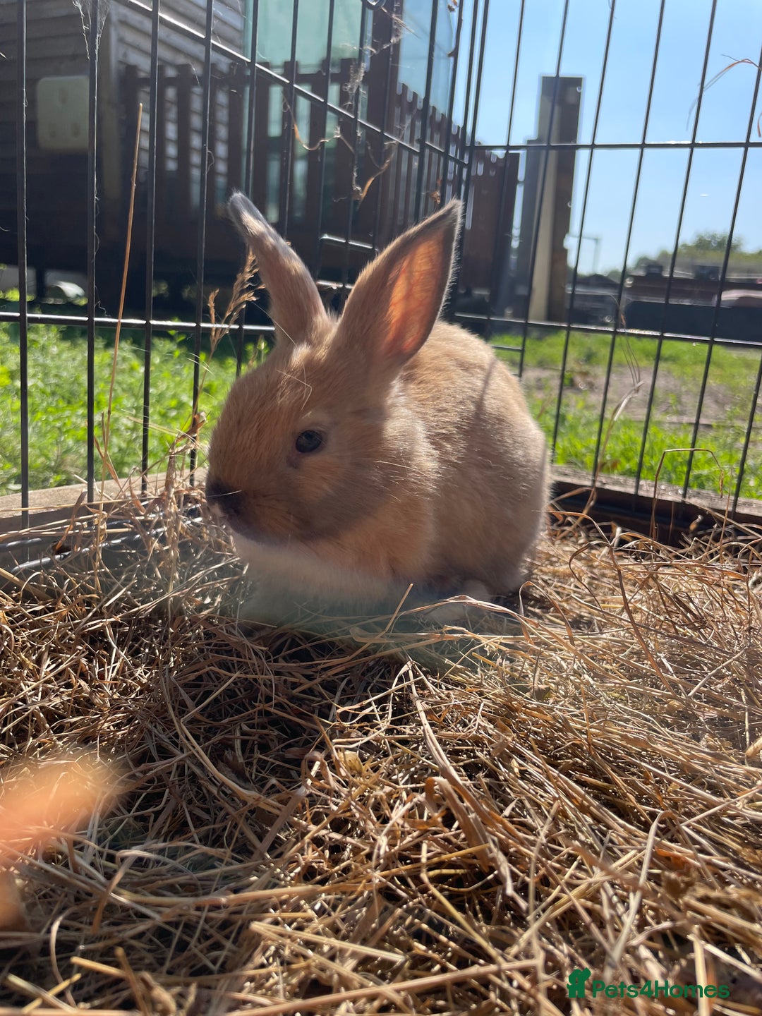 Dutch rabbits for sale: Rabbits ready to go now  - Image 8